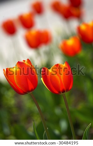 flowers; color; spring; red; tulip; colored; objects; green;