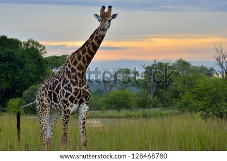 Giraffe bull sunrise