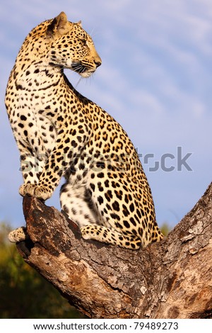 Female leopard in tree