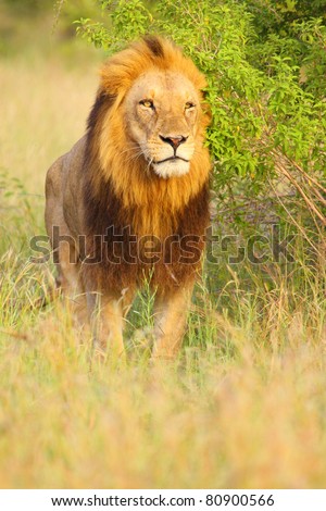 Male lion with dark mane