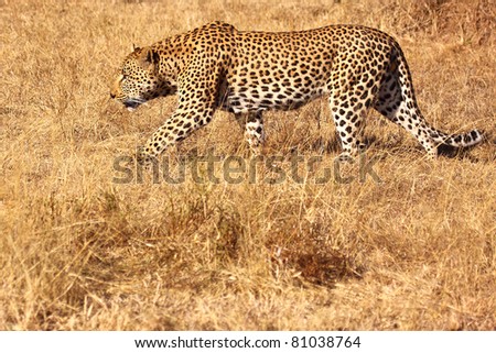 Big male leopard dominant walk side profile