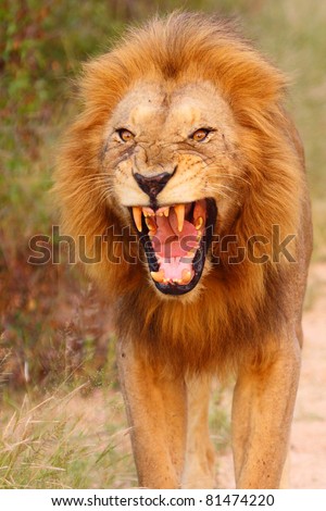 Male lion vicious growl