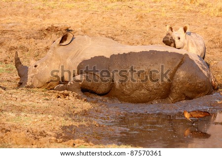 White rhino mother and calf in mud wallow