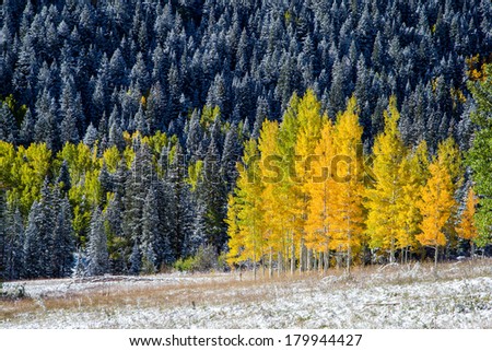 Yellow aspens in Colorado mountain in fall, Aspen, CO