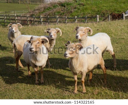 Portland sheep. A very rare breed of sheep from the Isle of Portland in Dorset, England. This breed is raised primarily for meat and is still one of the rarest in Britain and is still at risk