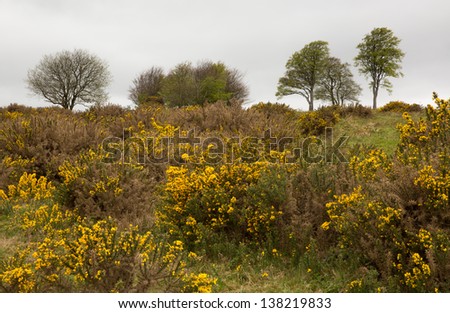 Yellow gorse and beech trees Quantock Hills Somerset UK