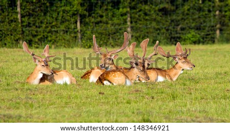 Red deer lying down in the New Forest Hampshire England