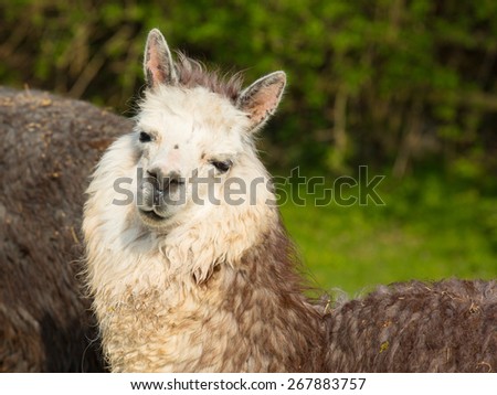 Alpaca South American camelid resembles small llama coat used for wool