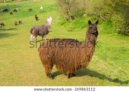 Hairy brown alpaca South American camelid resembles small llama has shaggy coat used for wool