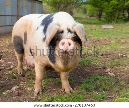 Pig with black spots