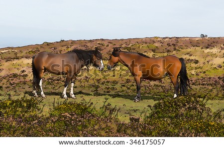 Two brown ponies meeting nose to nose in beautiful colourful countryside an illustration with cartoon effect
