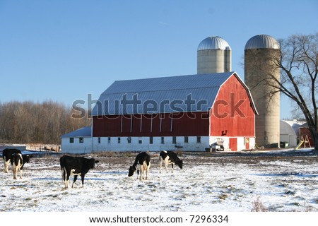 red Wisconsin dairy barn in winter with cows