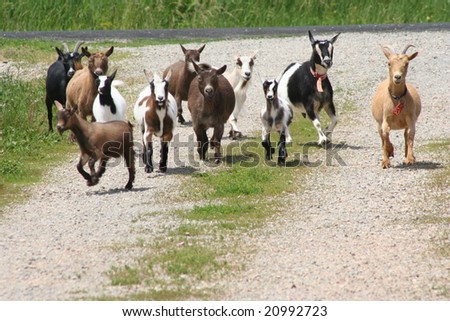 Goats Running