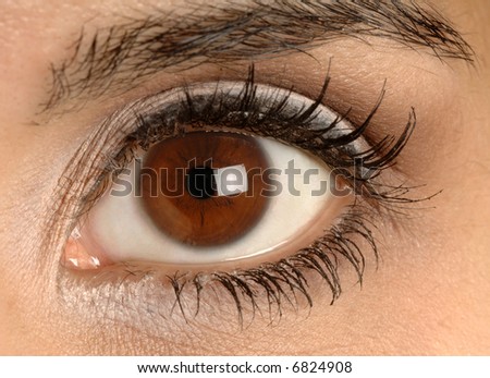 closeup of a beautiful brown eye