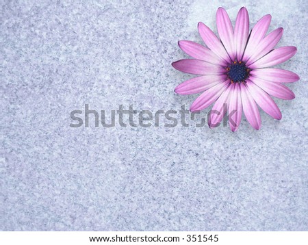 Purple Daisy floats on top of a large background polished slab of granite. Room for titles and graphics.