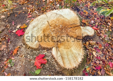 Ash tree stump showing heart rot fungal disease that causes decay at the center of tree trunks. The diseased wood softens resulting in trees being structurally weaker and prone to breakage.