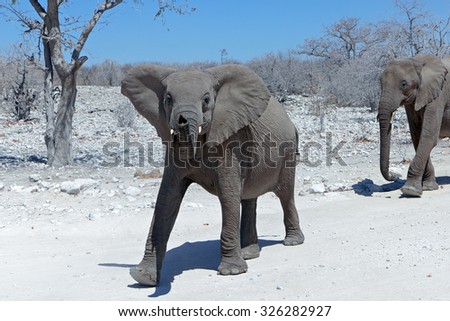 Young Elephant walking towards a waterhole in a dry and dusty environment under the watchful eye of its mother in Etosha National Park, Namibia