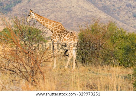 Giraffe feeding on acacia leaves just after sunrise in Pilanesberg Game Reserve, South Africa