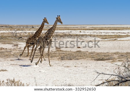 Two Angolan Giraffes (Giraffa camelopardalis angolensis) running in Etosha National Park, Namibia