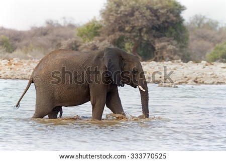 Male elephant all wet after taking a bath in a waterhole in Etosha National Park, Namibia. Shallow depth of field