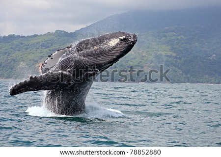 Humpback whale breaching in \