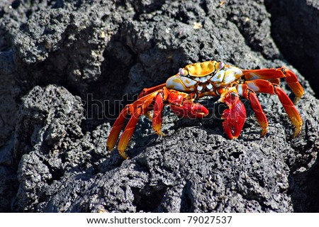 Sally lightfoot crab on lava rocks in Galapagos
