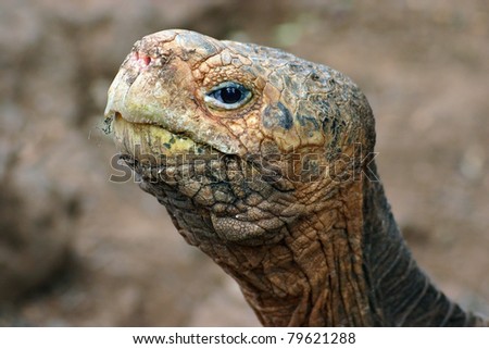 Galapagos Tortoise Head