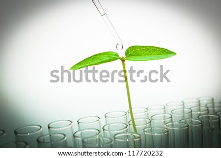 liquid drop in Seedling