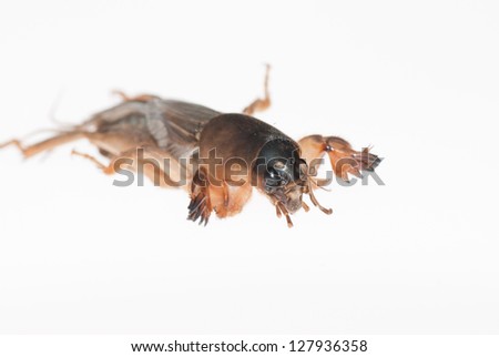 a mole cricket isolated on white background