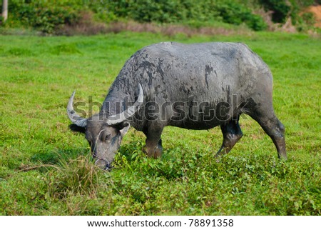 A male water buffalo are eating grass in grass-plot