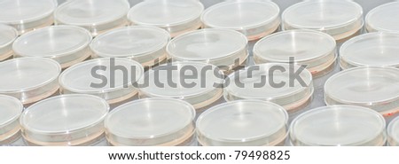 many Petri dish