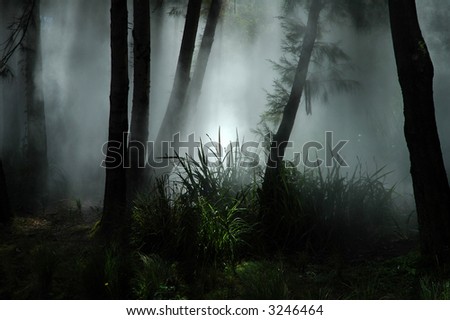 tropical forest covered with white fog