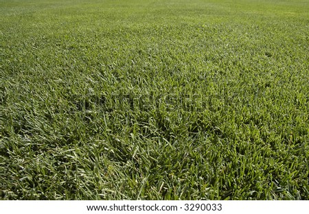 detail photo of green, short cut grass
