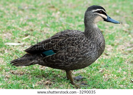 grey duck on short cut grass