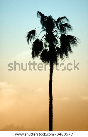 silhouette of a single palm tree, simple picture