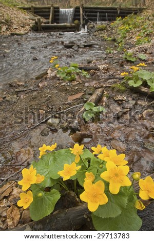 river floating from a wooden dam, yellow flowers in foreground