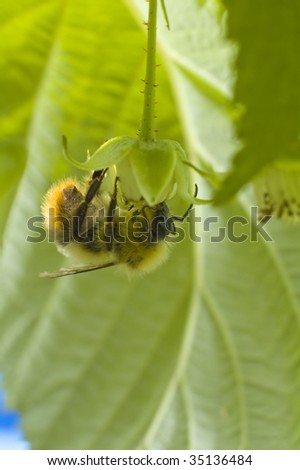 bee detail photo collecting pollen, green blurred nature background