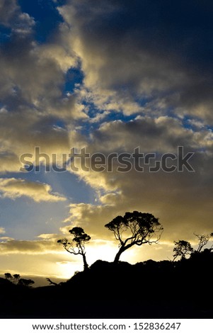 silhouette of trees during sunset in New Zealand