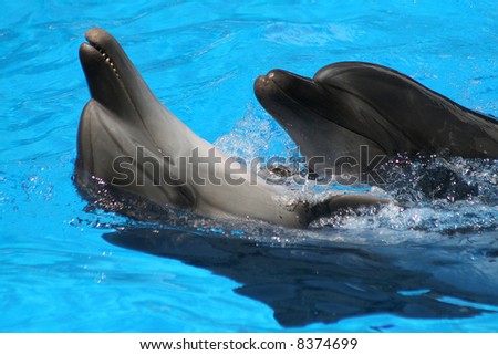 Pair dances of dolphins