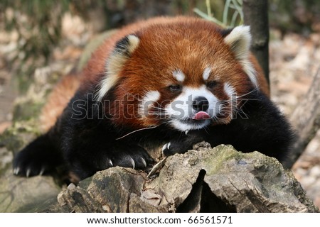 Red panda - a red panda close up