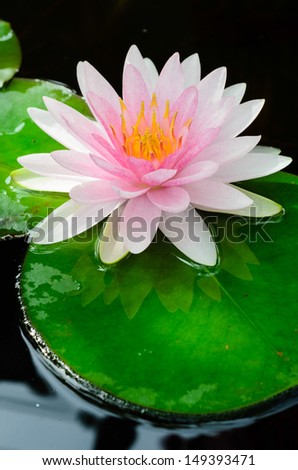 pink water lily in the pool