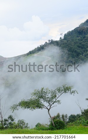 Trees, on his path, fog, mountains, misty morning, the morning fog, high-resolution images.