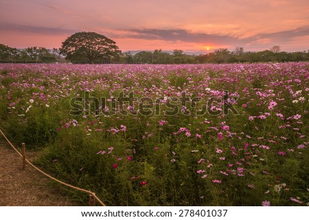Cosmos flowers in purple, white, pink and red, beneath the sun\'s beautiful fall evening.