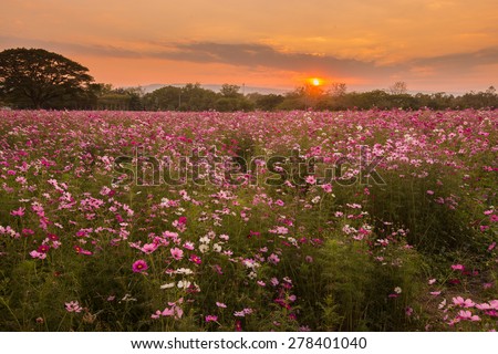 Cosmos flowers in purple, white, pink and red, beneath the sun\'s beautiful fall evening.