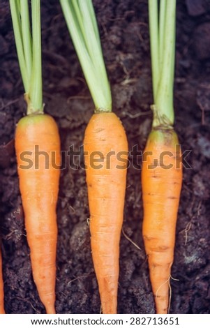 Baby carrots, fresh vegetables grown with pesticides and non-toxic. And delicious