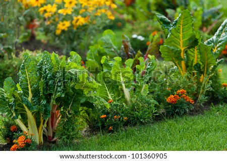 Beautiful garden with leafy vegetables and bright colored flowers