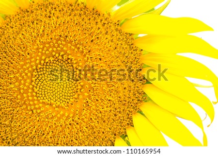 close-up  sunflower on white  background