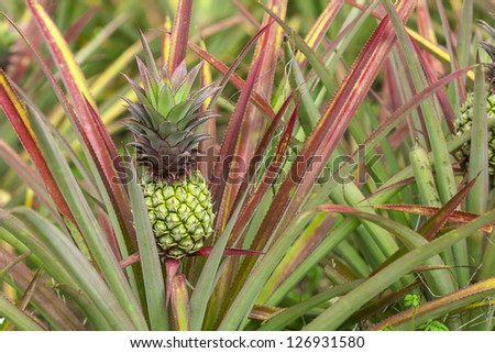 colorful of the little pineapple in the farm