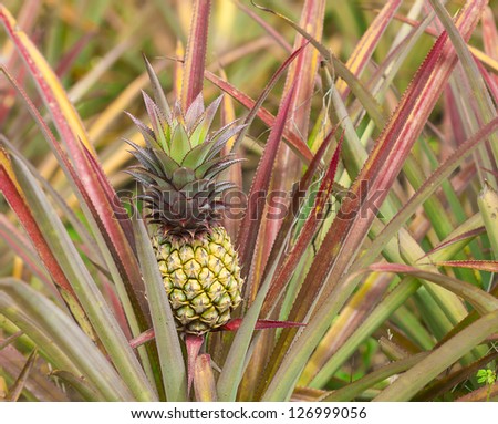 Fresh tropical pineapple on the tree in farm