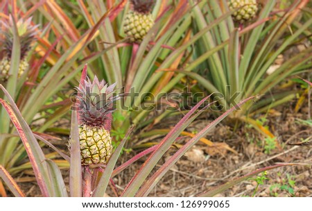 Yellow pineapple on a pineapple farm